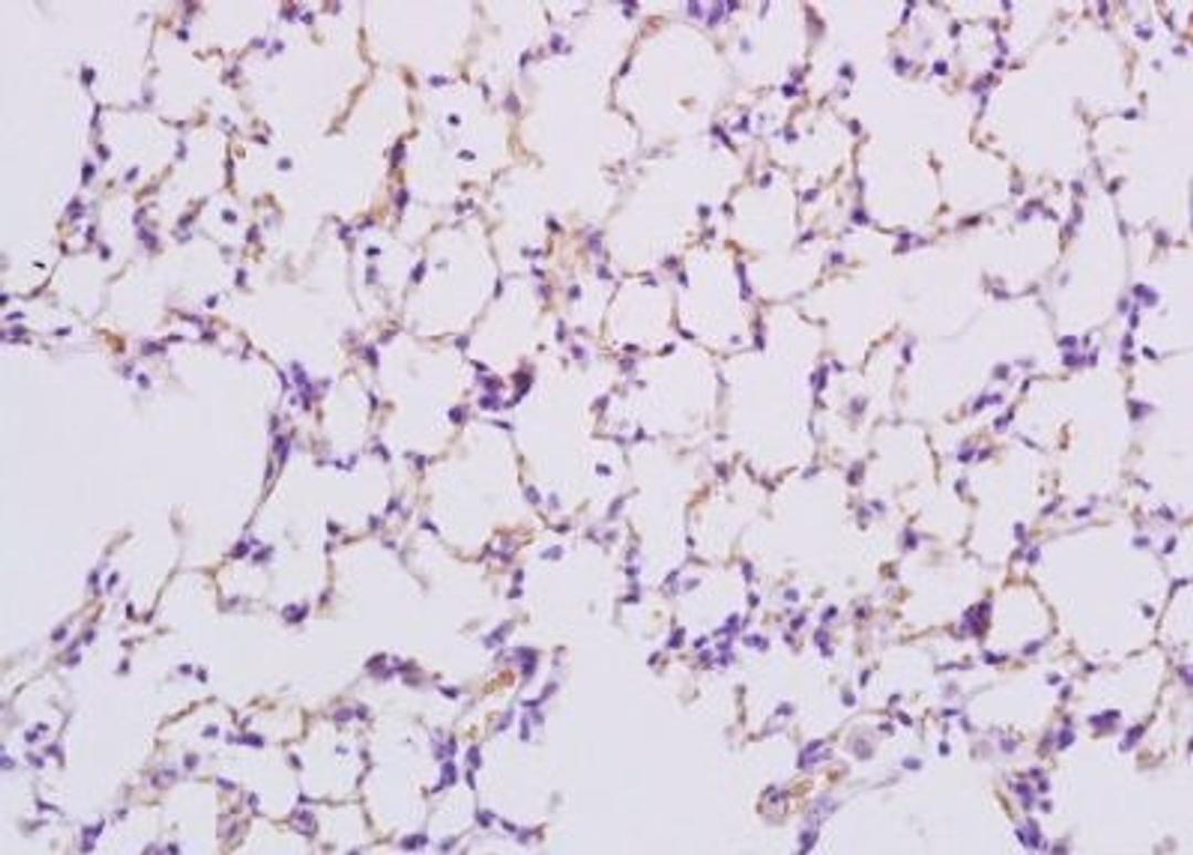 Immunohistochemical analysis of formalin-fixed paraffin embedded rat lung tissue using Surfactant Protein B antibody (dilution at 1:200)