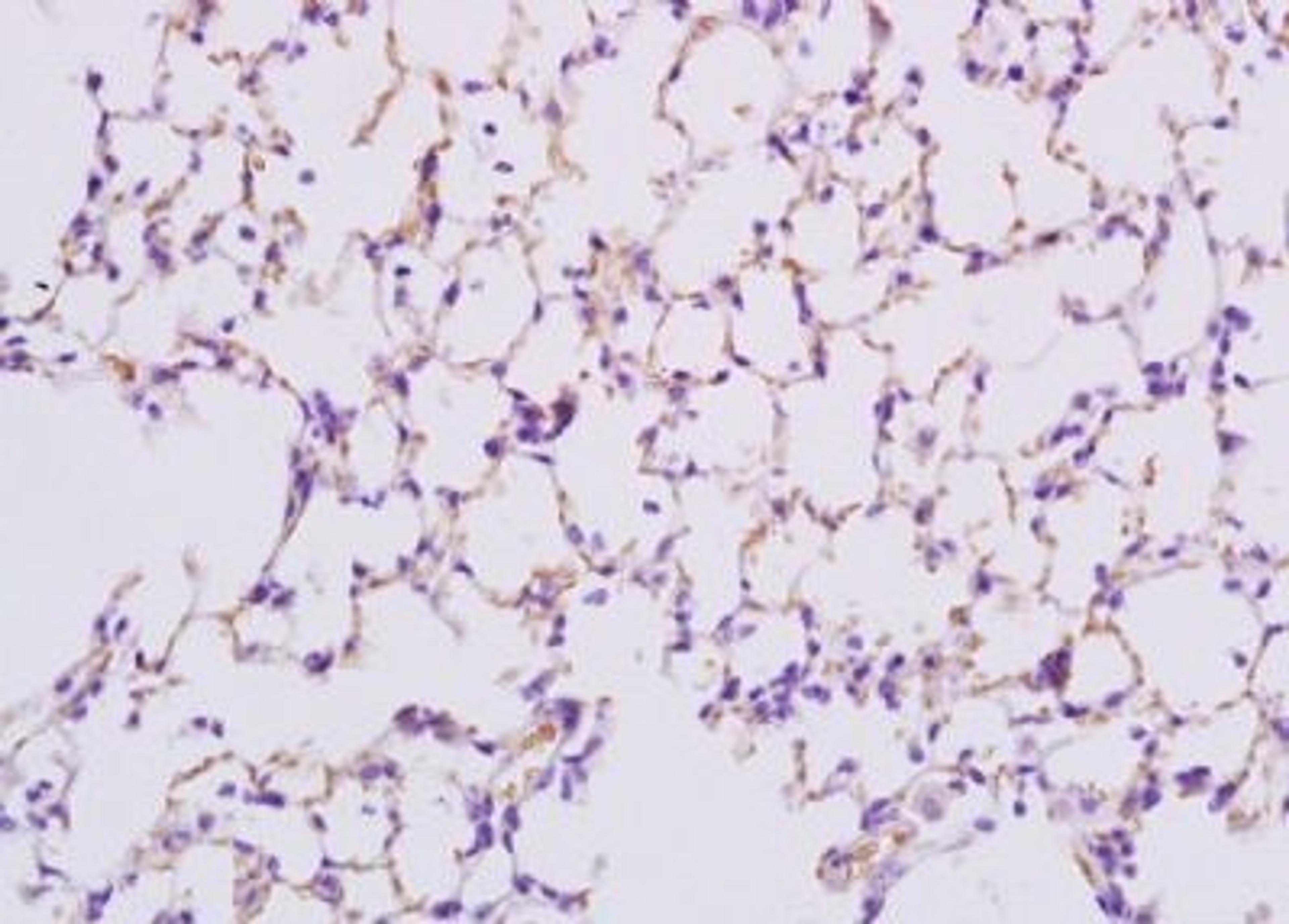 Immunohistochemical analysis of formalin-fixed paraffin embedded rat lung tissue using Surfactant Protein B antibody (dilution at 1:200)