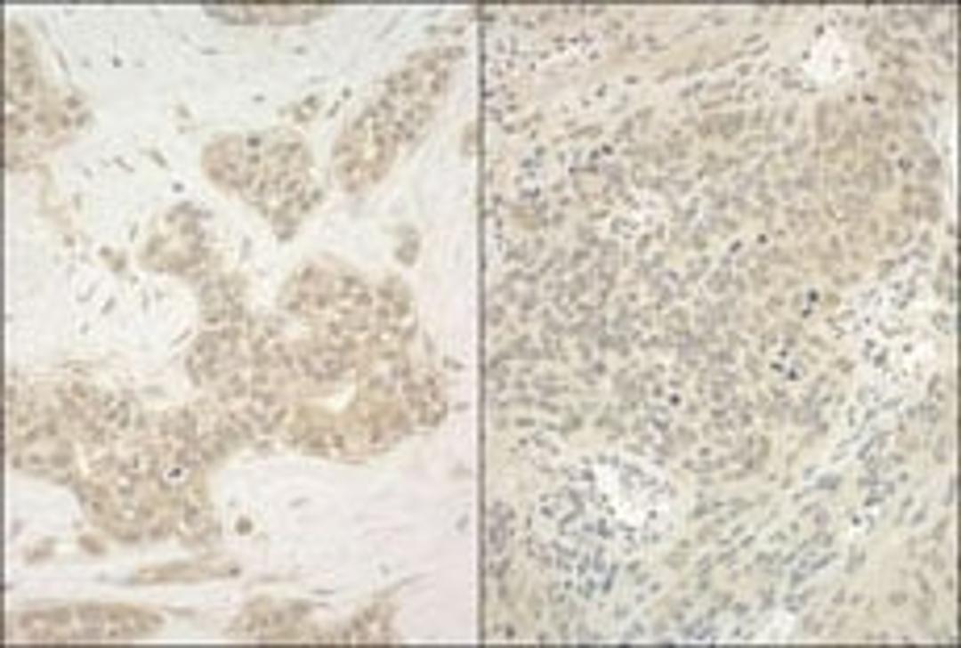 Detection of human and mouse YY1 by immunohistochemistry.