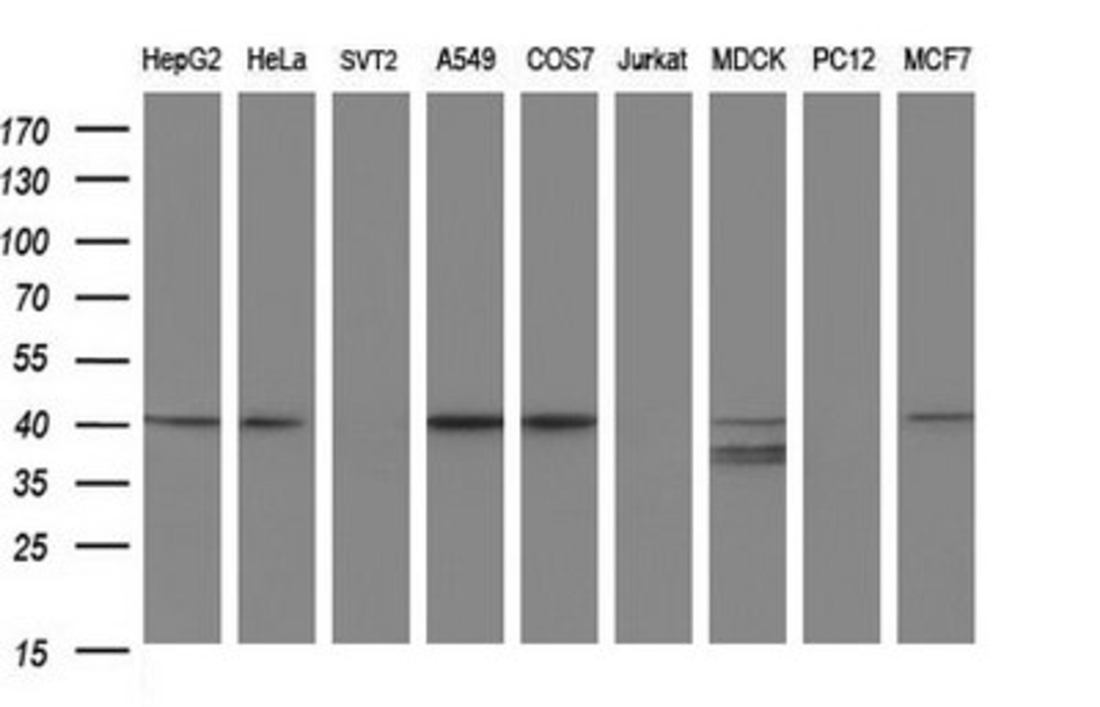 Western Blot: Alpha-parvin/Actopaxin Antibody (1C10) [NBP2-46326] - Analysis of extracts (35ug) from 9 different cell lines by using PARVA monoclonal antibody (HepG2: human; HeLa: human; SVT2: mouse; A549: human; COS7: monkey; Jurkat: human; MDCK: canine; PC12: rat; MCF7: human).