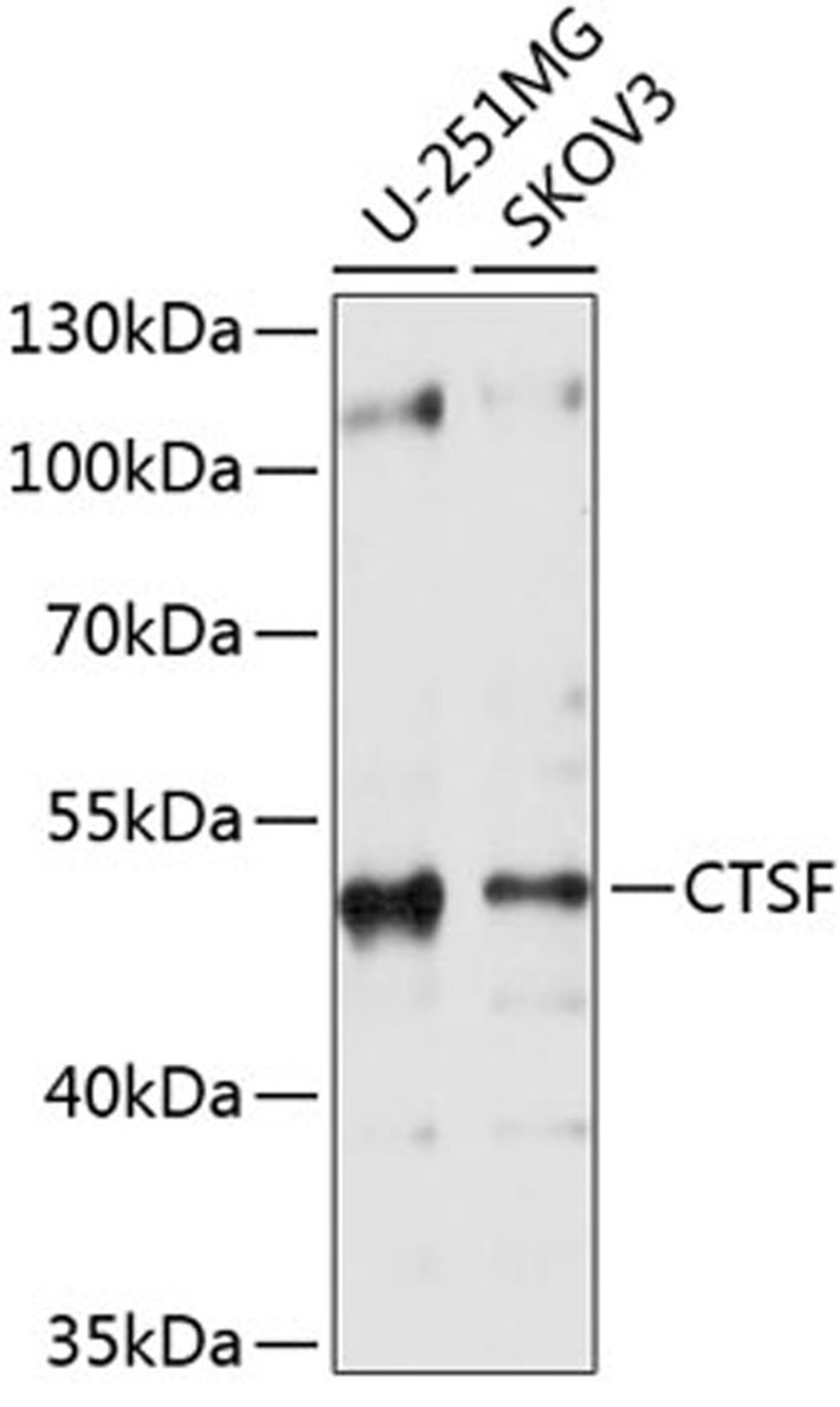 Western blot - CTSF antibody (A10469)