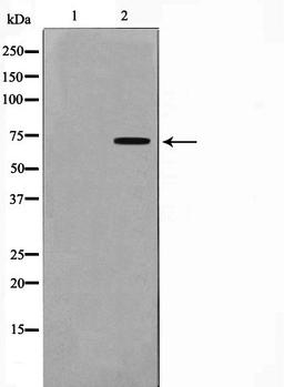 Western blot analysis of HuvEc cell lysate using GCYB1 antibody