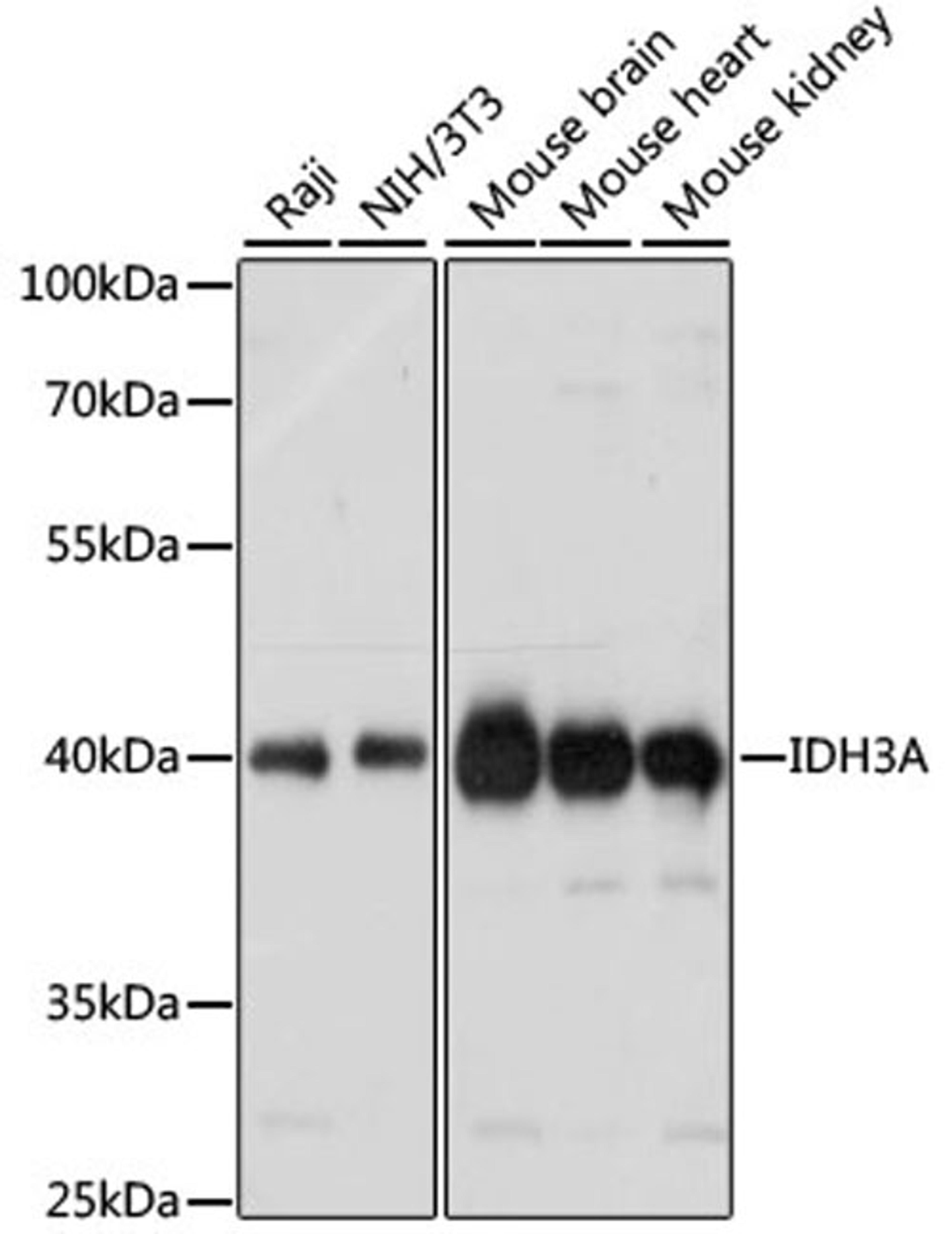 Western blot - IDH3A antibody (A14650)