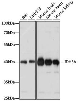 Western blot - IDH3A antibody (A14650)