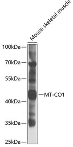 Western blot - MT-CO1 antibody (A7531)