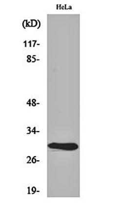 Western blot analysis of Hela cell lysates using AI-BP antibody