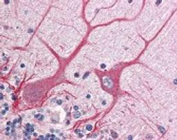 Immunohistochemistry staining of NOTCH1 in cerebellum tissue using NOTCH1 Antibody.