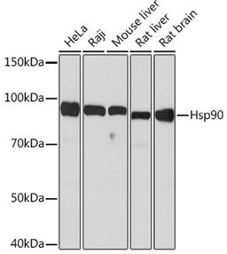 Western blot - Hsp90  Rabbit mAb (A5027)