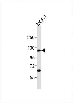 Western Blot at 1:2000 dilution + MCF-7 whole cell lysates Lysates/proteins at 20 ug per lane.