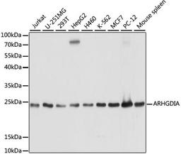 Western blot - ARHGDIA antibody (A13468)