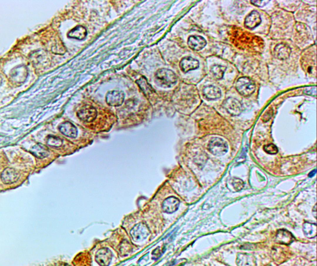 45-539 (2ug/ml) staining of paraffin embedded Human Kidney. Steamed antigen retrieval with citrate buffer pH 6, HRP-staining.