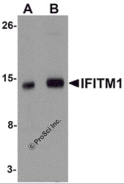 Western blot analysis of IFITM1 in 3T3 cell lysate with IFITM1 antibody at (A) 1 and (B) 2 &#956;g/mL.