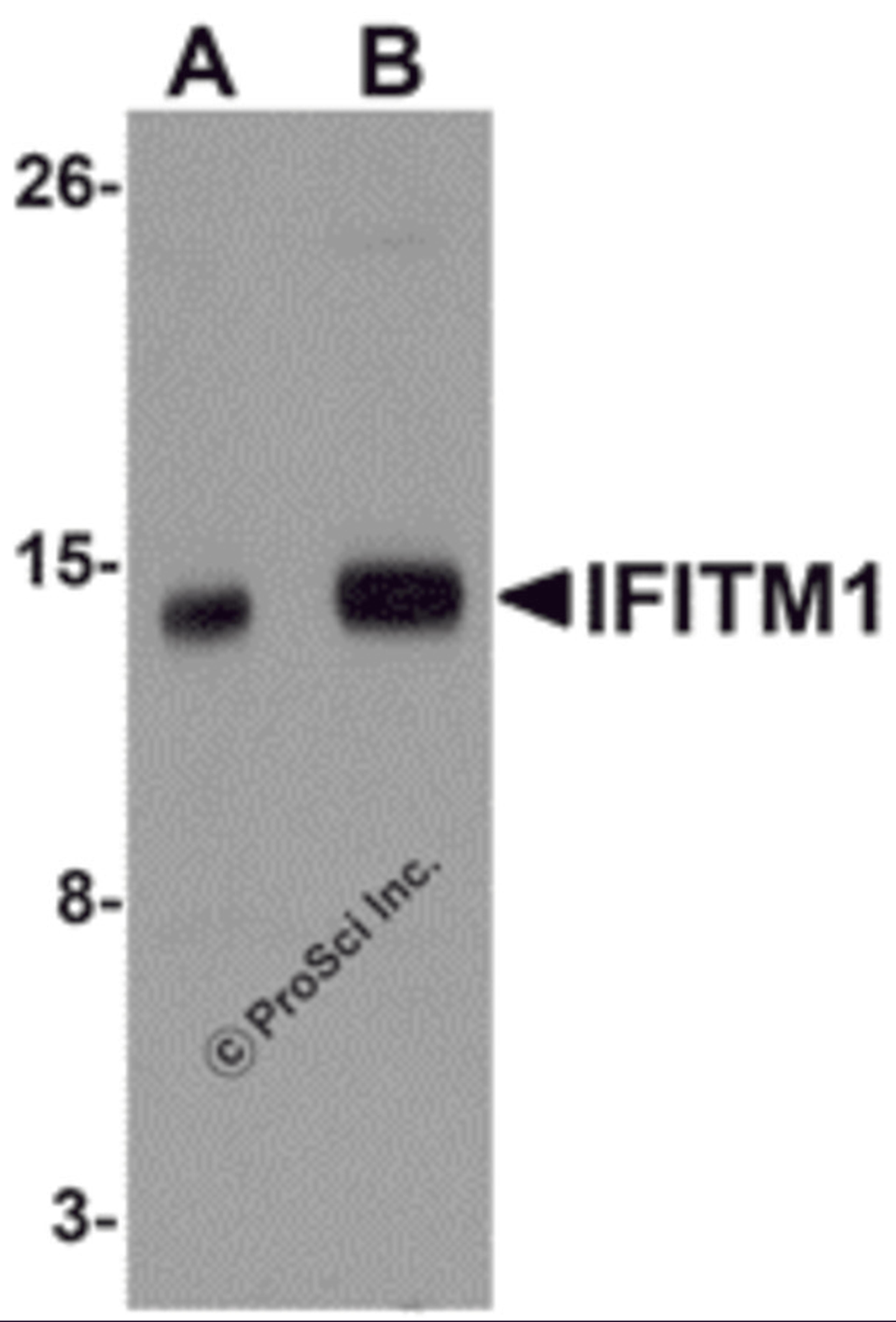 Western blot analysis of IFITM1 in 3T3 cell lysate with IFITM1 antibody at (A) 1 and (B) 2 &#956;g/mL.