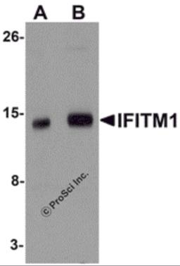 Western blot analysis of IFITM1 in 3T3 cell lysate with IFITM1 antibody at (A) 1 and (B) 2 μg/mL.