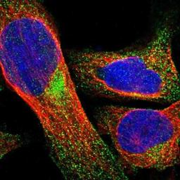 Immunofluorescence: BCL2L12 Antibody [NBP1-86025] - Immunofluorescent staining of human cell line U-2 OS shows positivity in cytoplasm.