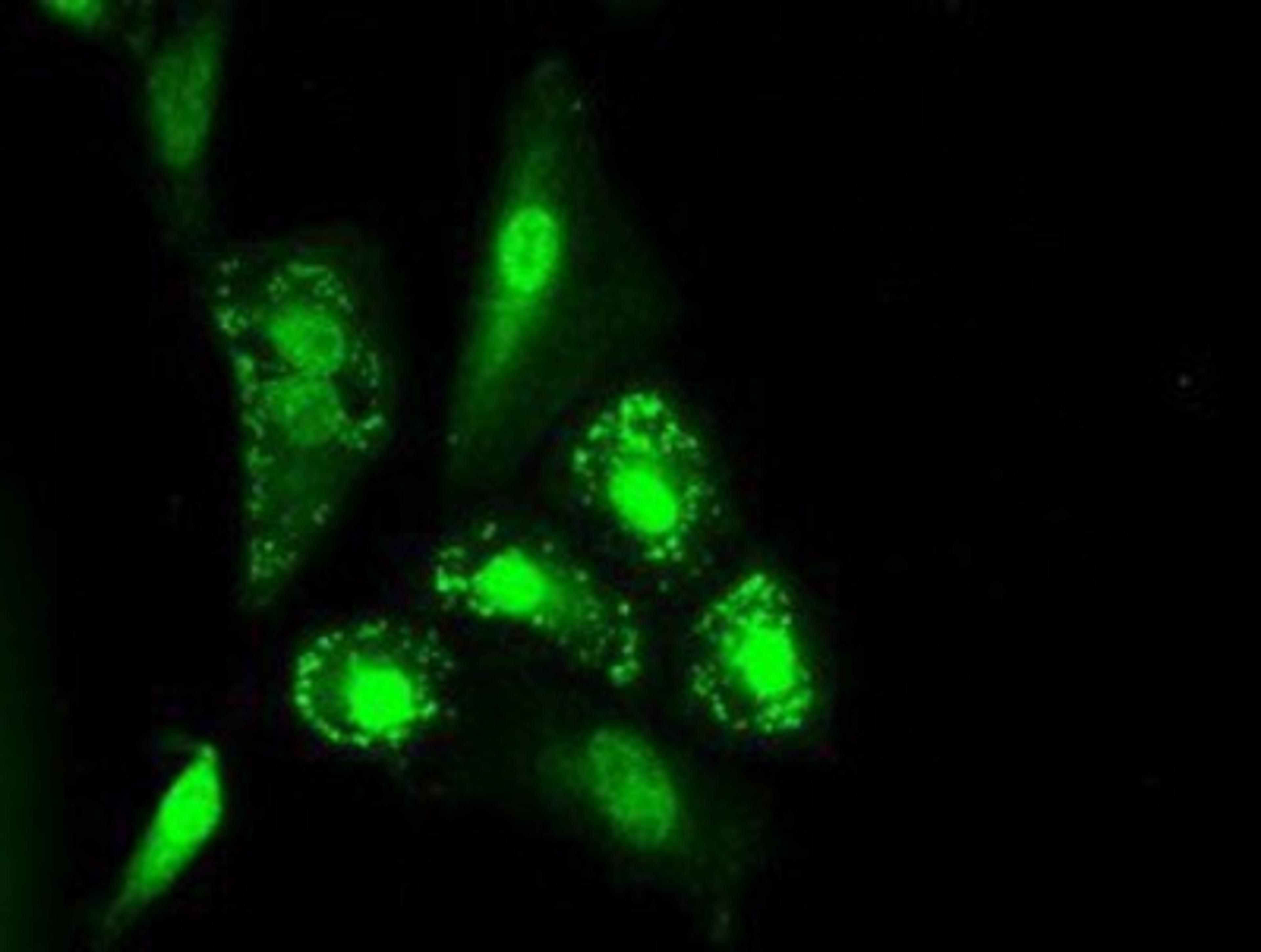 Immunocytochemistry/Immunofluorescence: IL3 Antibody (3B11) [NBP1-47806] - Immunofluorescent staining of A549 cells using anti-IL3 mouse monoclonal antibody.