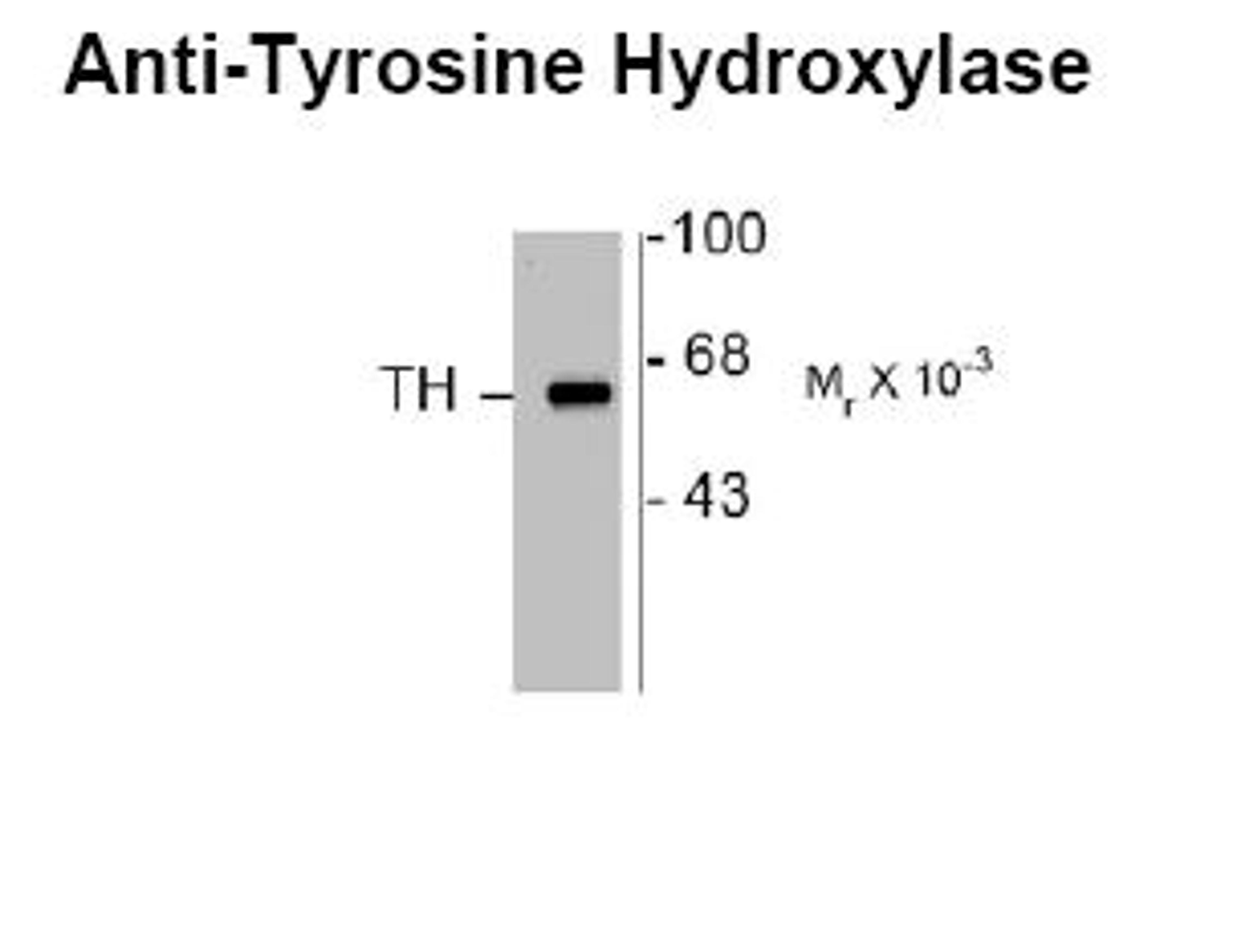 Western blot of 10 ug of rat caudate lysate showing specific immunolabeling of the ~60k TH protein.