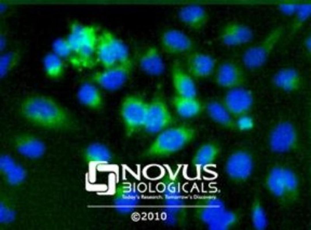 Immunocytochemistry/Immunofluorescence: PDI Antibody [NB100-1921] - PDI staining in Hela cells detected with a Dylight 488 labeled secondary antibody (Green) with Hoechst 33258 nuclear counterstain (Blue).