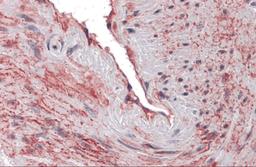 Immunohistochemistry of SCUBE3 in human blood vessel tissue with SCUBE3 antibody at 10 μg/mL.