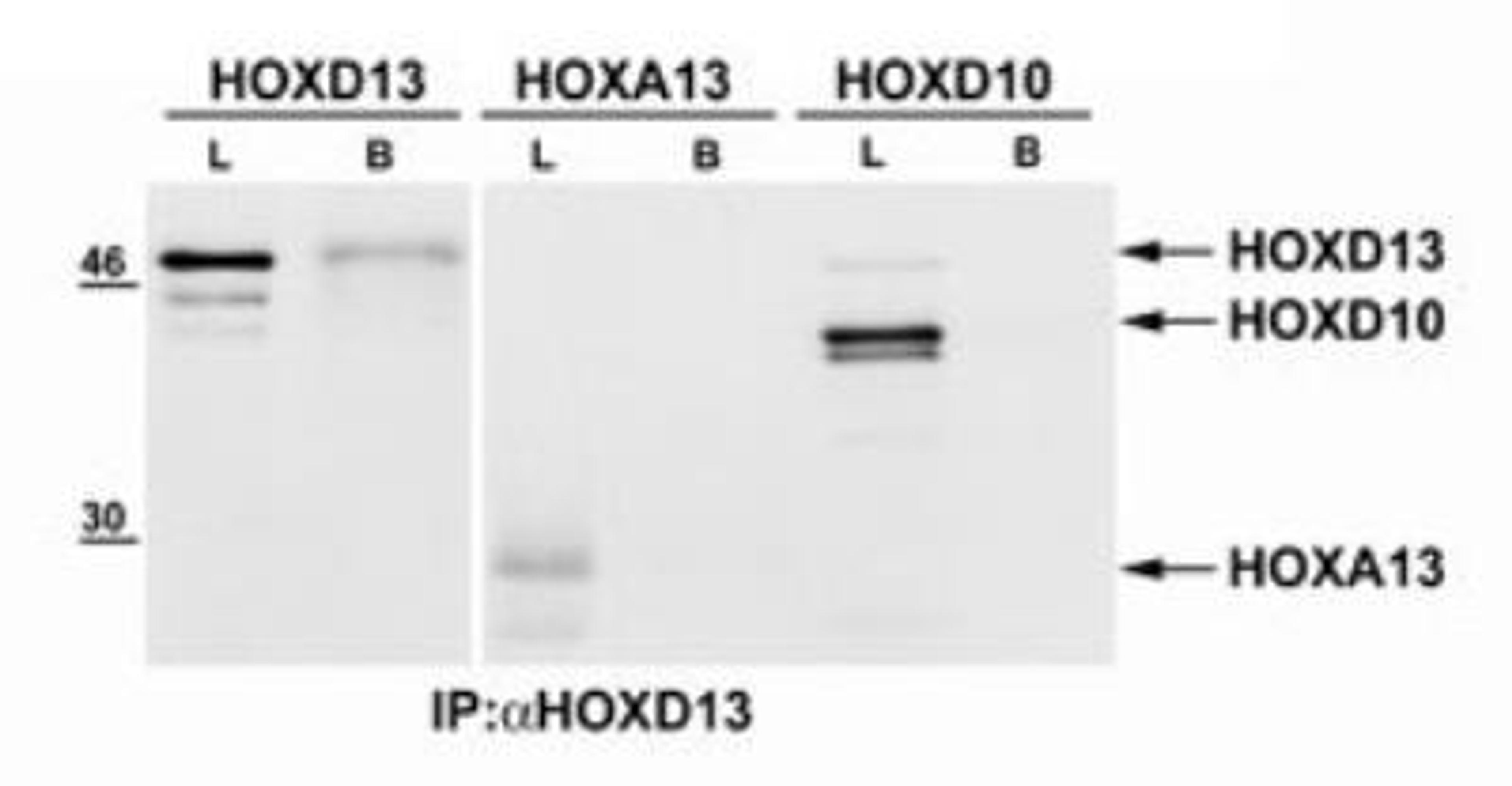 Immunoprecipitation: HOXD13 Antibody [NBP2-24889] - Analysis of HOXD13 (left) from mouse E13.5 embryonic limb tissue lysate and mouse brain tissue lysate using 5 ug of this antibody.