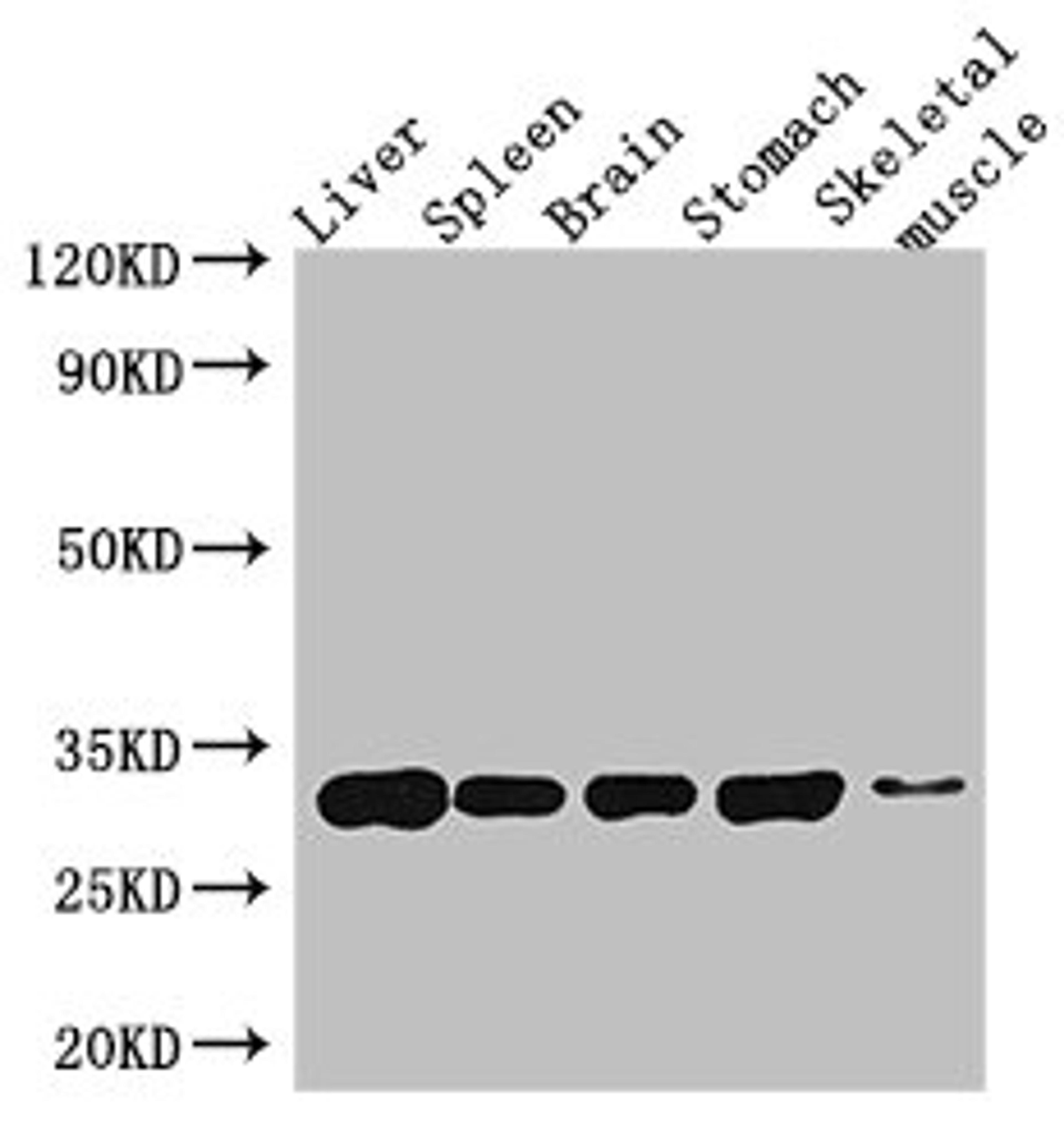Western Blot. Positive WB detected in: Mouse liver tissue, Mouse spleen tissue, Mouse brain tissue, Mouse stomach tissue, Mouse skeletal muscle tissue. All lanes: GPM6A antibody at 4ug/ml. Secondary. Goat polyclonal to rabbit IgG at 1/50000 dilution. Predicted band size: 32, 31, 30 kDa. Observed band size: 32 kDa. 