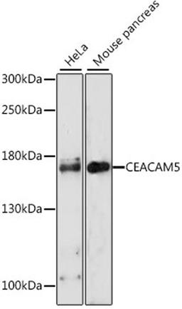 Western blot - CEACAM5 antibody (A0970)