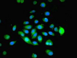 Immunofluorescence analysis of A549 cells using MYADM antibody