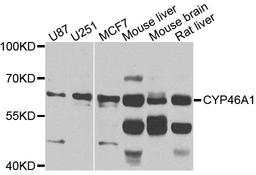 Western blot analysis of extracts of various cells using CYP46A1 antibody