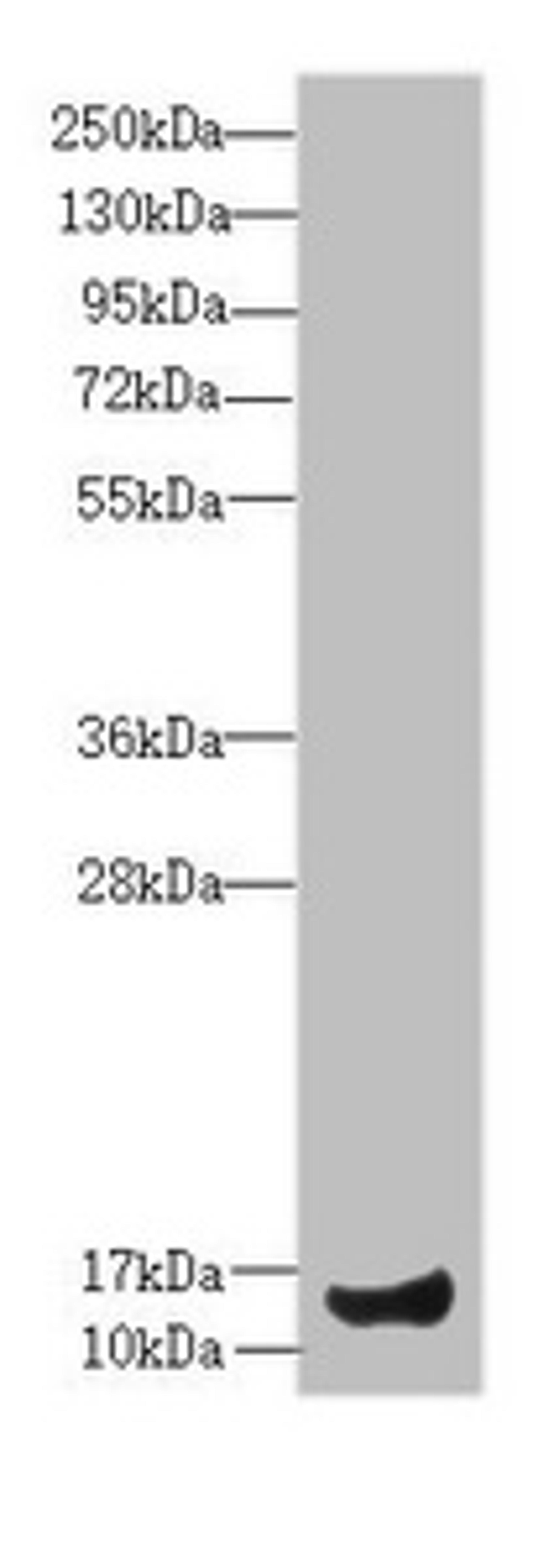 Western blot. All lanes: IFT20 antibody at 4.68 ug/ml + Mouse large intestine tissue. Secondary. Goat polyclonal to rabbit IgG at 1/10000 dilution. Predicted band size: 16, 19, 13 kDa. Observed band size: 16 kDa.