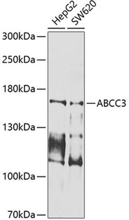 Western blot - ABCC3 antibody (A9849)