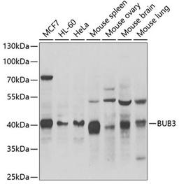 Western blot - BUB3 antibody (A6536)