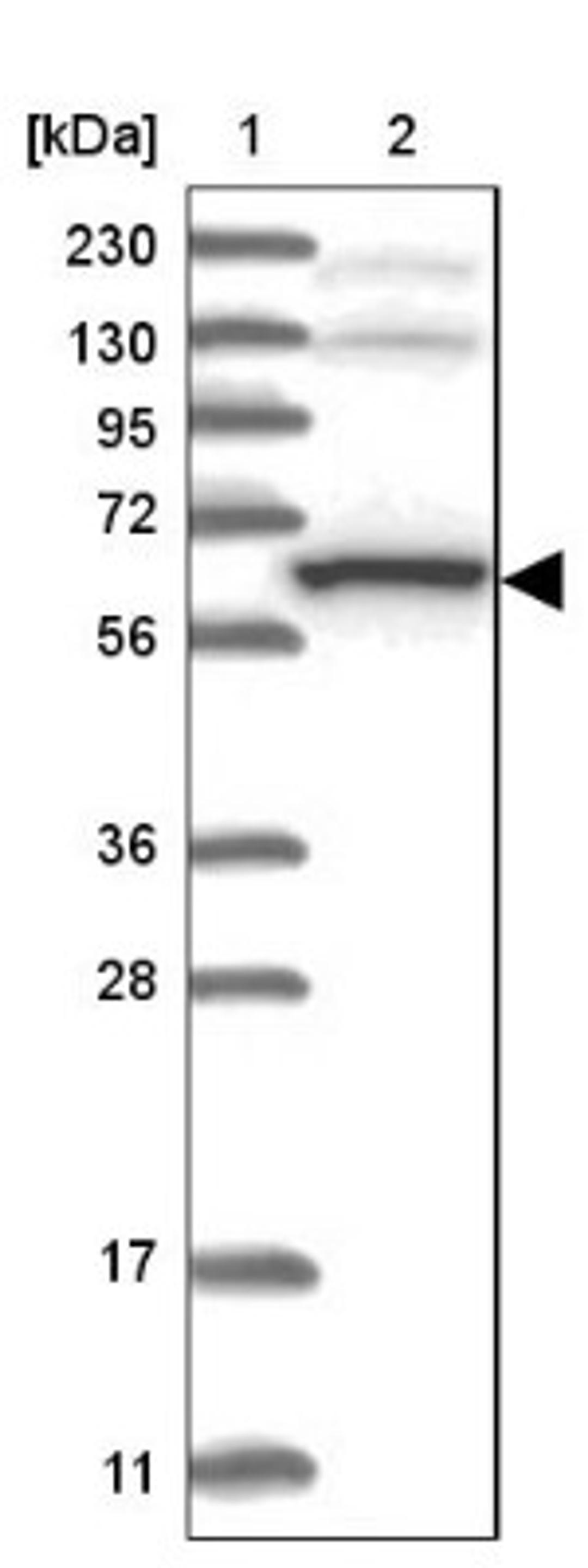 Western Blot: THUMPD3 Antibody [NBP1-85132] - Lane 1: Marker [kDa] 230, 130, 95, 72, 56, 36, 28, 17, 11<br/>Lane 2: Human cell line RT-4