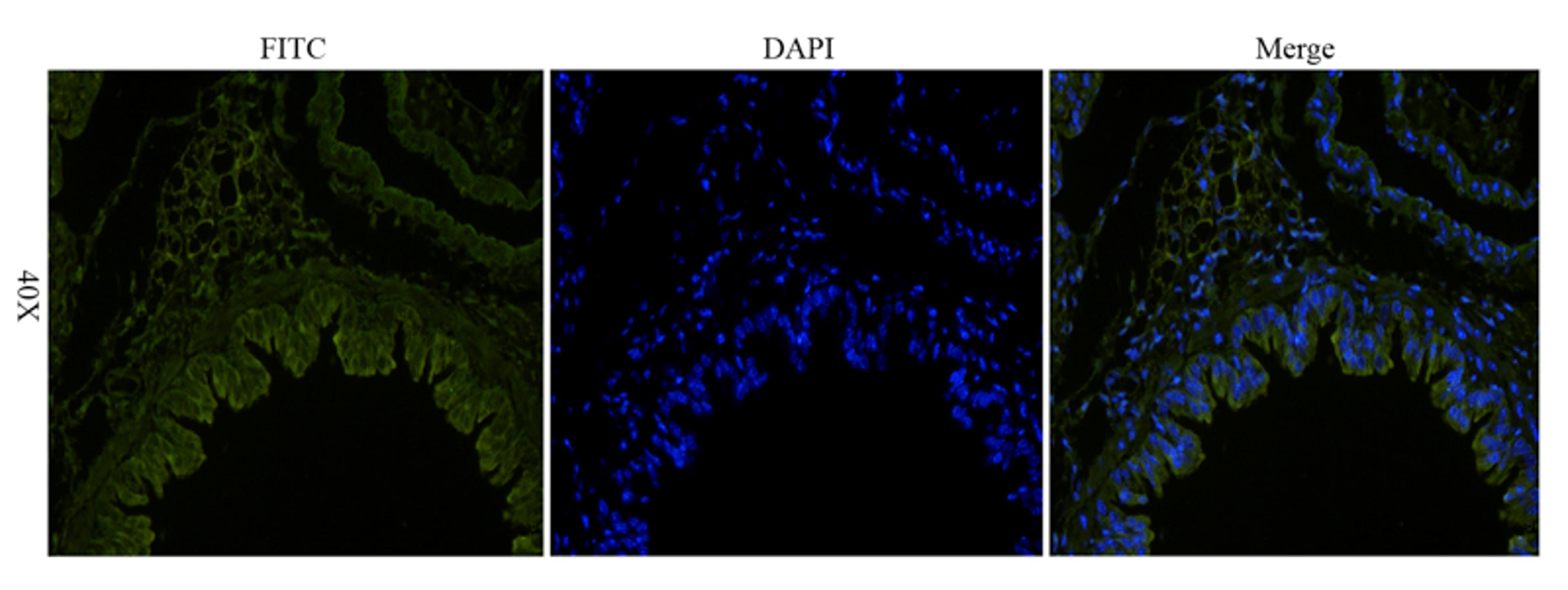 Immunofluorescence analysis of mouse lung tissue using anti-VEGF165  (dilution of primary antibody - 1:100)