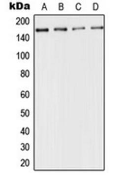 Western blot analysis of HeLa (Lane 1), mouse kidney (Lane 2), rat liver (Lane 3), PC12 (Lane 4) whole cell lysates using ACE antibody