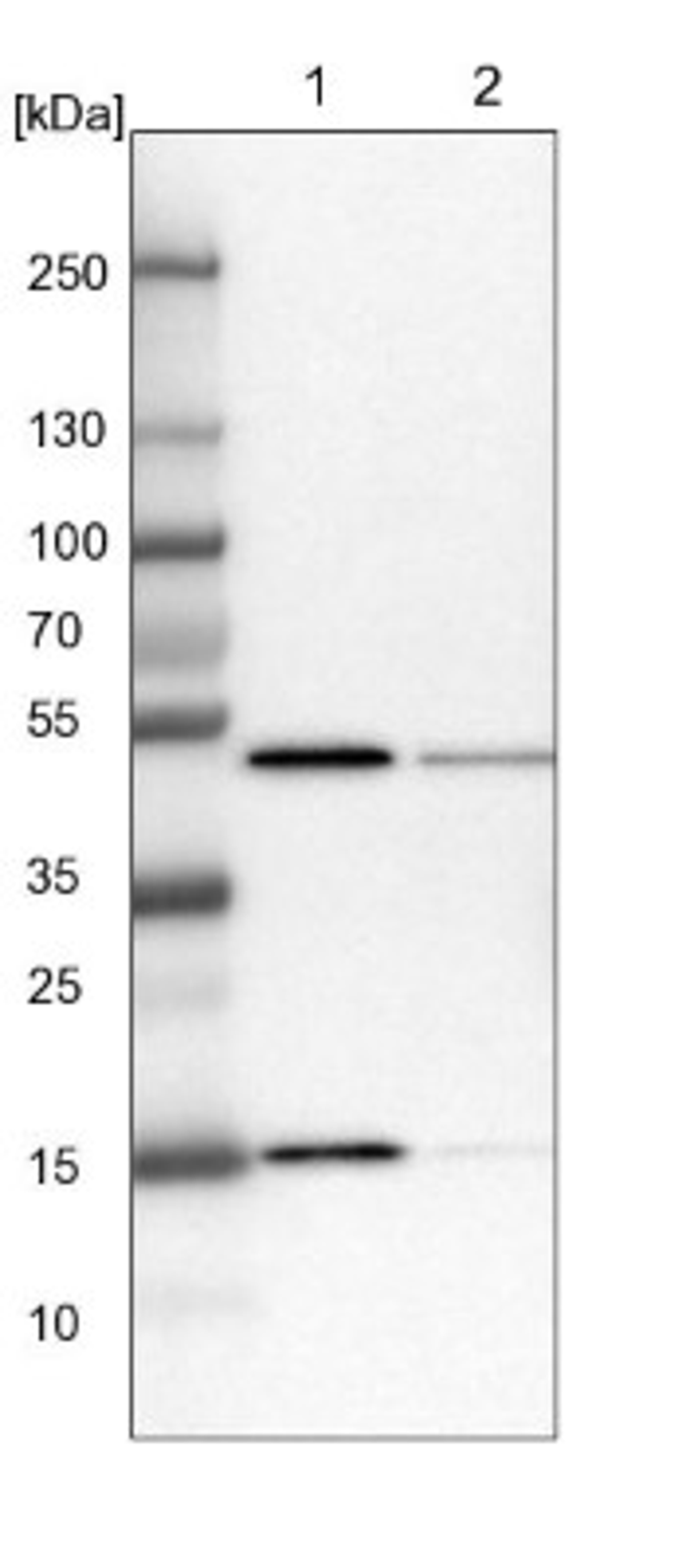 Western Blot: RPB8 Antibody [NBP1-80816] - Lane 1: NIH-3T3 cell lysate (Mouse embryonic fibroblast cells)<br/>Lane 2: NBT-II cell lysate (Rat Wistar bladder tumour cells)