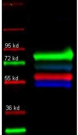 Western blot analysis of molecular weight (Lane1), Human transferrin (green) (Lane2) using Alpha-1-Trypsin antibody