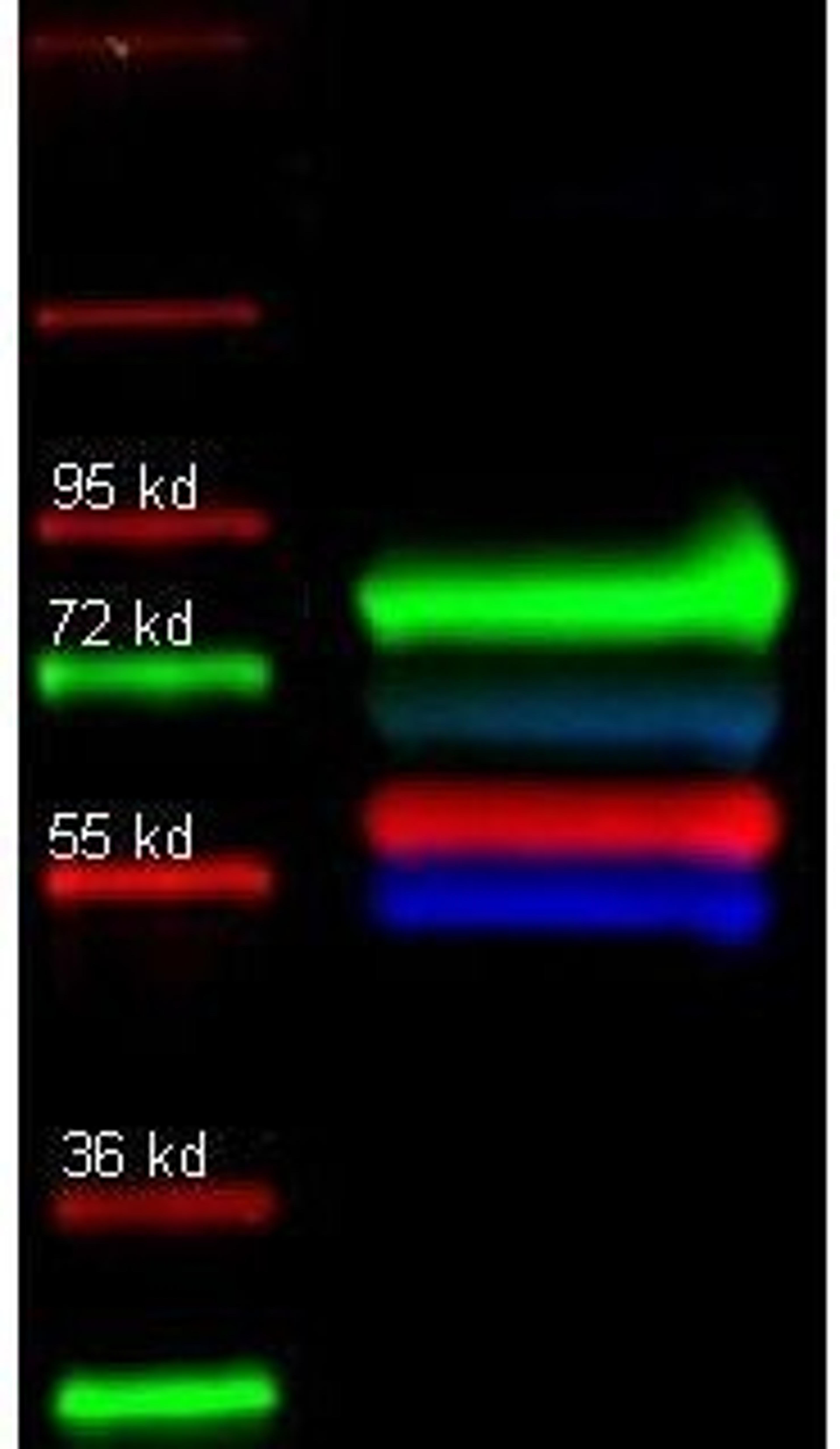 Western blot analysis of molecular weight (Lane1), Human transferrin (green) (Lane2) using Alpha-1-Trypsin antibody