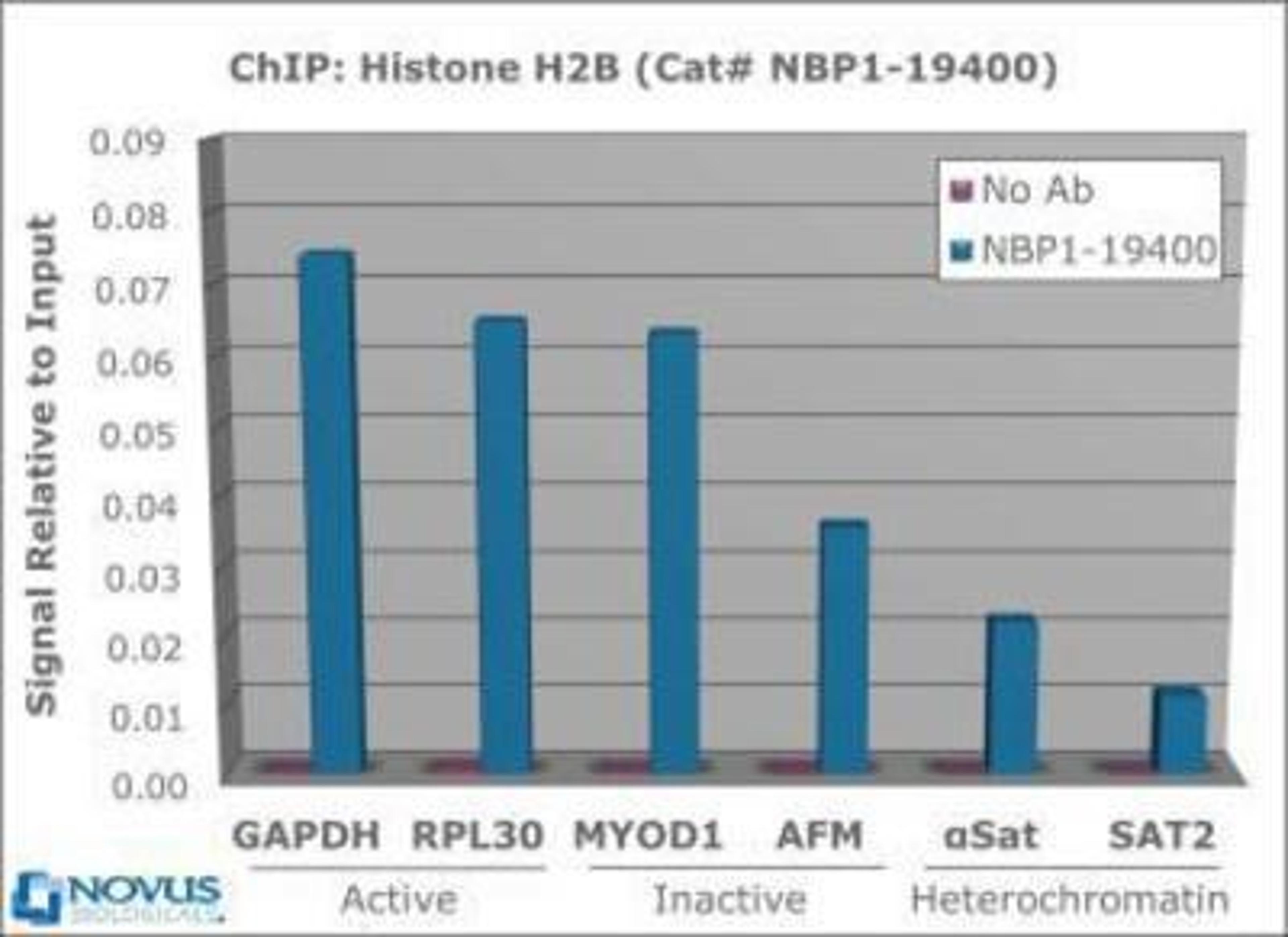 Chromatin Immunoprecipitation: Histone H2B Antibody [NBP1-19400] - Chromatin from one million formaldehyde cross-linked Hela cells was used with 2ug of NBP1-19400 and 20ul of magnetic IgG beads per immunoprecipitation. A no antibody (No Ab) control was also used. Immunoprecipitated DNA was quantified using quantitative real-time PCR and SYBR green dye, then normalized to the non-precipitated input chromatin, which is equal to one.