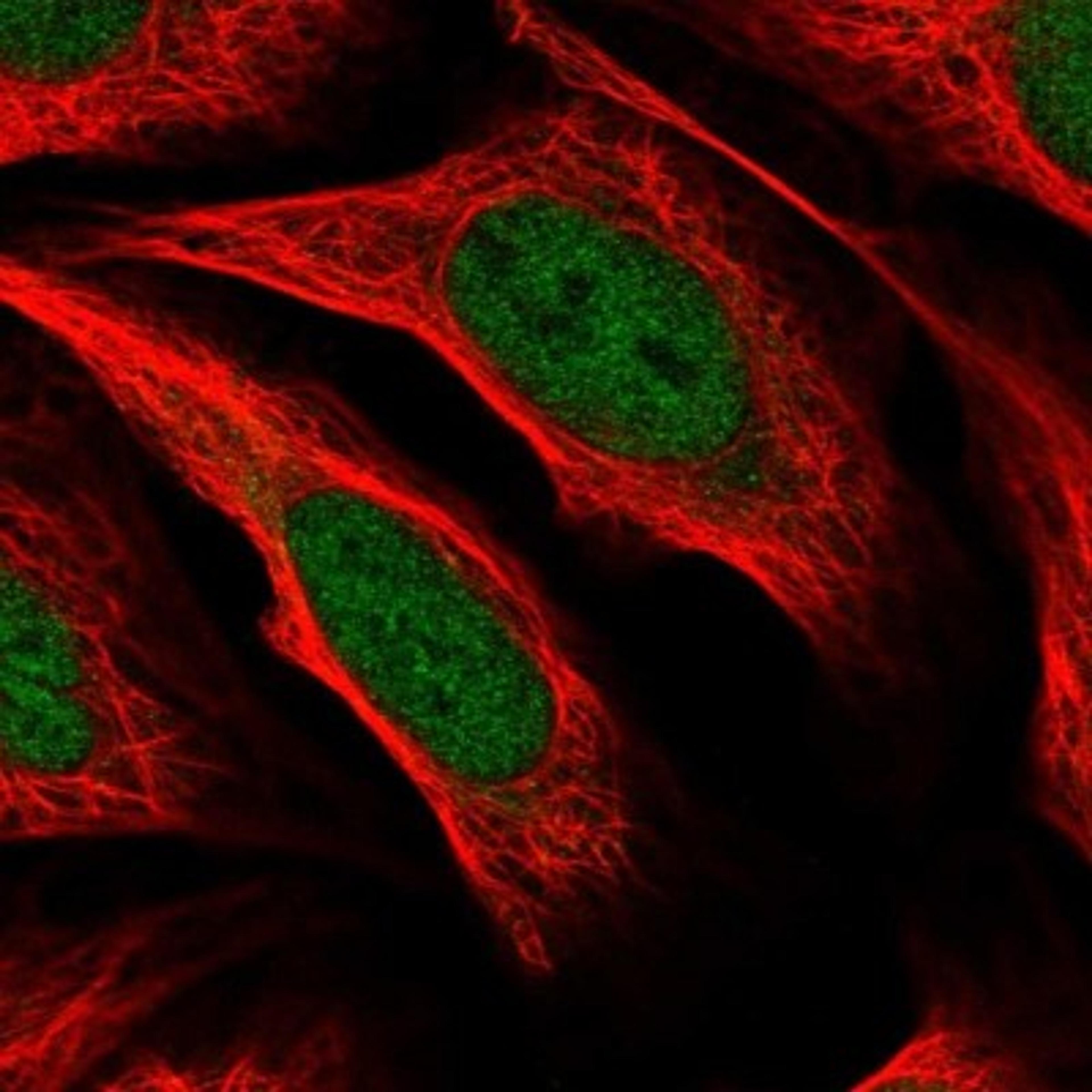 Immunocytochemistry/Immunofluorescence: RBM11 Antibody [NBP1-92320] - Staining of human cell line U-2 OS shows positivity in nucleus but not nucleoli.