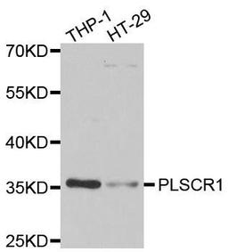 Western blot analysis of extracts of various cell lines using PLSCR1 antibody