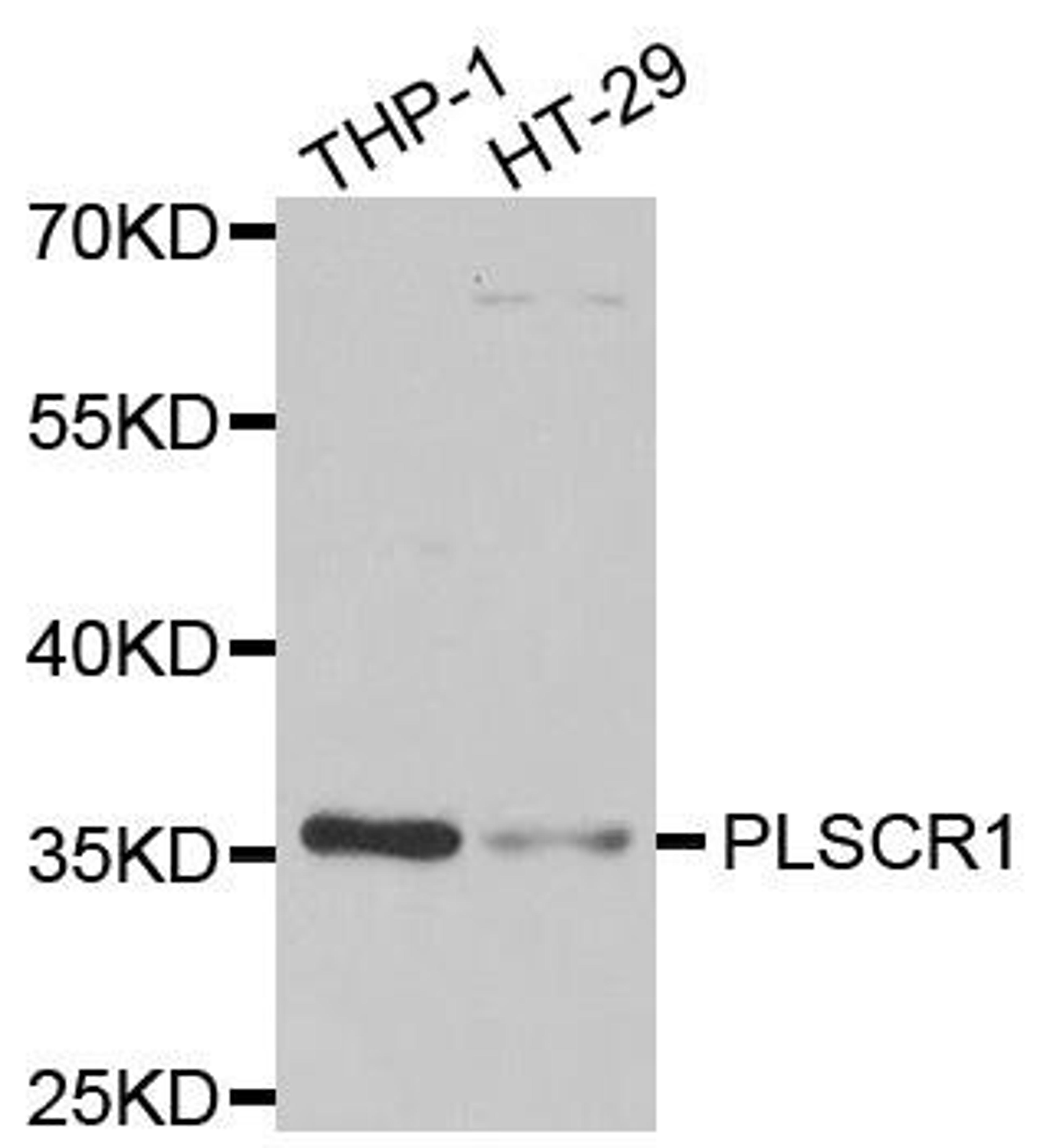 Western blot analysis of extracts of various cell lines using PLSCR1 antibody