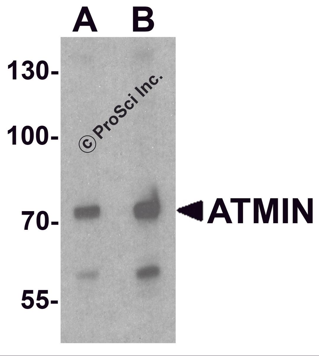 Western blot analysis of ATMIN in 293 cell lysate with ATMIN antibody at (A) 1 and (B) 2 μg/ml.