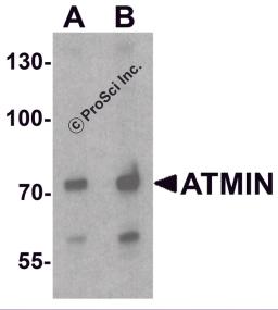 Western blot analysis of ATMIN in 293 cell lysate with ATMIN antibody at (A) 1 and (B) 2 μg/ml.