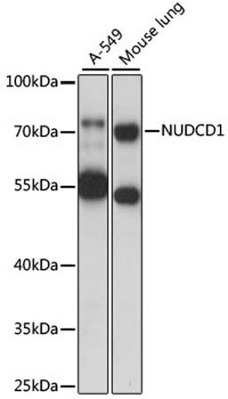 Western blot - NUDCD1 antibody (A15919)