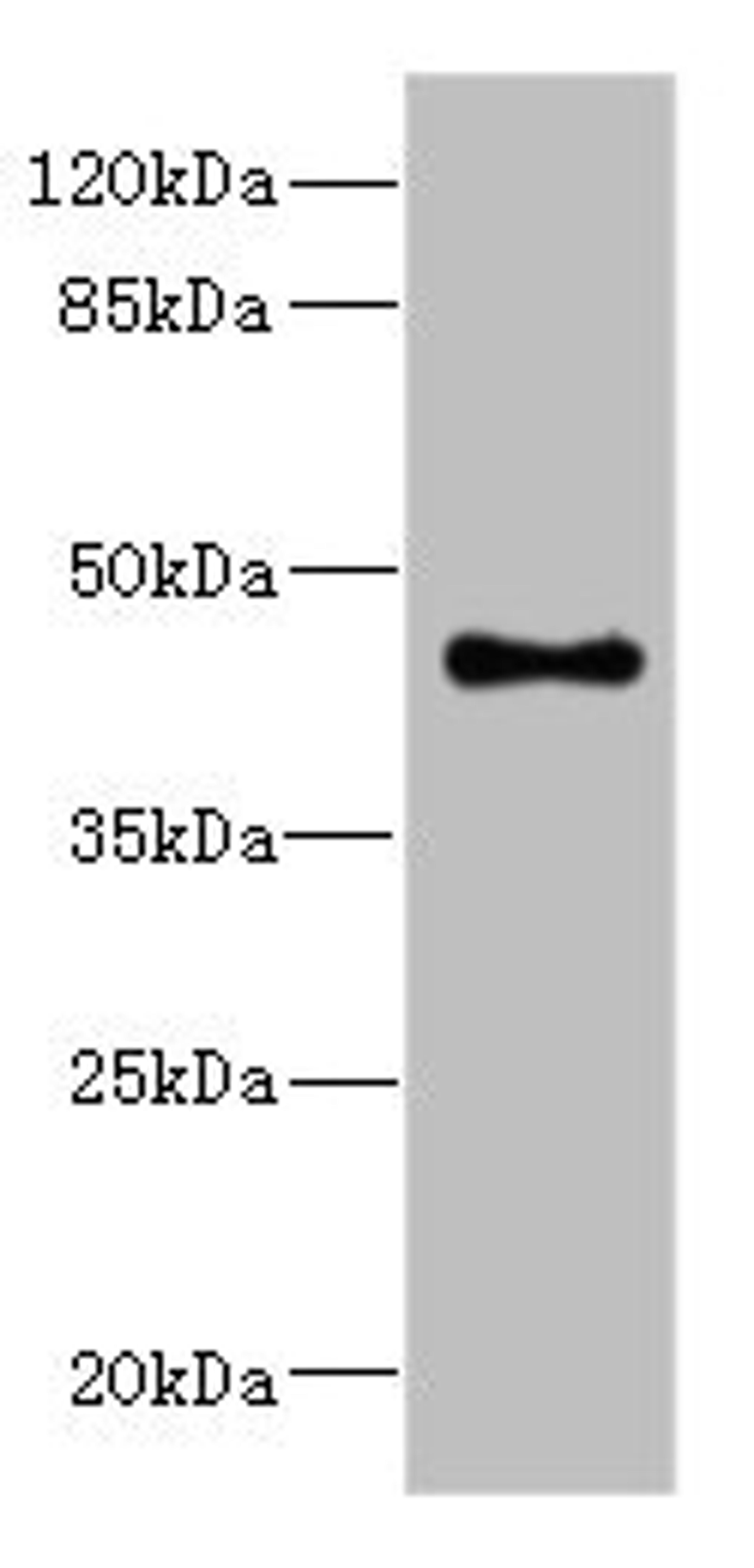 Western blot. All lanes: GPR68antibody at 4.95ug/ml + Mouse lung tissue. Secondary. Goat polyclonal to rabbit IgG at 1/10000 dilution. Predicted band size: 41 kDa. Observed band size: 41 kDa. 