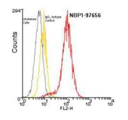 Flow Cytometry: BCMA/TNFRSF17 Antibody (Vicky-1) [NBP1-97637] - Analysis using the PE conjugate of NBP1-97637. Staining of 10^6 U266 cells using BCMA (human), mAb (Vicky-1) (PE conjugate) at a concentration of 10ug/ml.