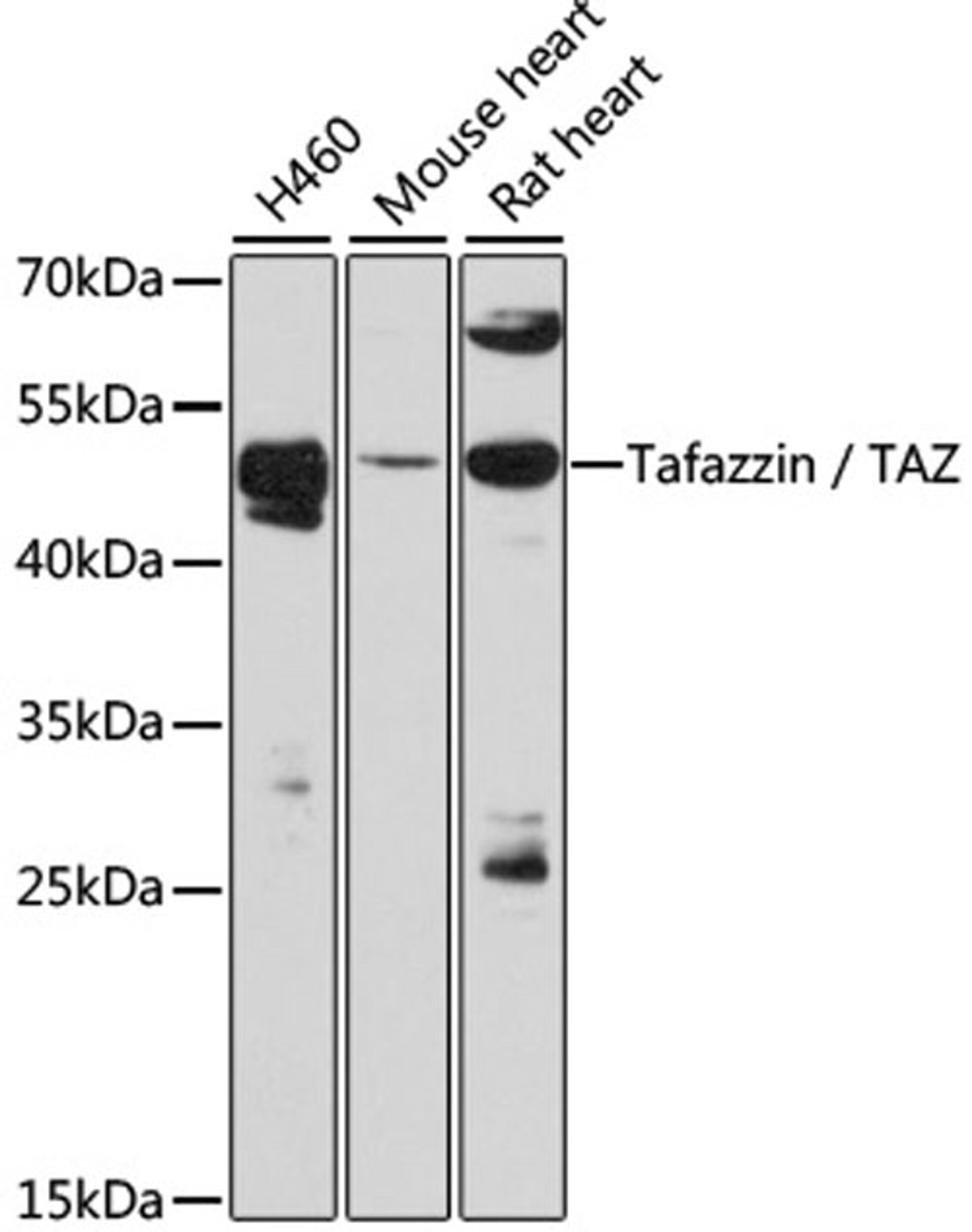 Western blot - Tafazzin / TAZ antibody (A12722)