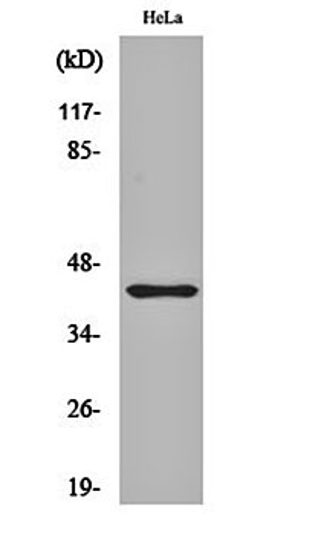 Western blot analysis of Hela cell lysates using Jun B (phospho-S259) antibody