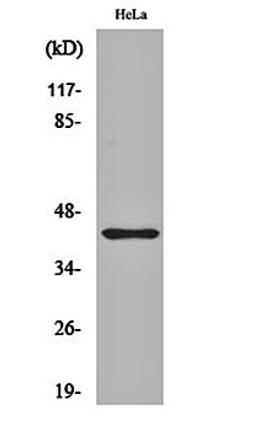 Western blot analysis of Hela cell lysates using Jun B (phospho-S259) antibody