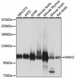 Western blot - MSH2 antibody (A1121)